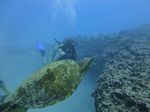 Hawaii Scuba divng 48