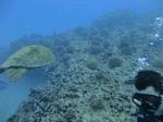 Hawaii Scuba divng 49