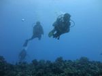 Hawaii Scuba divng 56