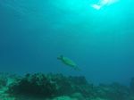 Hawaii Scuba divng 01