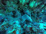 Hawaii Scuba divng 04