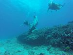 Hawaii Scuba divng 65