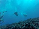 Hawaii Scuba divng 67