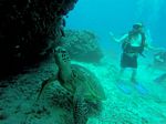 Hawaii Scuba divng 79