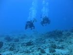 Oahu scuba 46