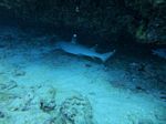 Oahu scuba 84