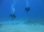 Sea Tiger Exploration 10