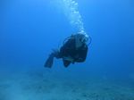 Sea Tiger Exploration 51