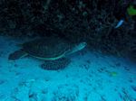 Hawaii Scuba divng 32