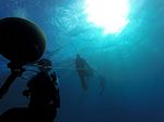 Hawaii Scuba divng 39