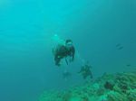 Hawaii Scuba divng 51