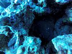 Hawaii Scuba divng 54