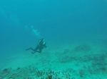 Hawaii Scuba divng 56