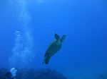 Hawaii Scuba divng 44