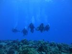 Hawaii Scuba divng 46