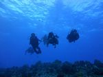 Hawaii Scuba divng 47