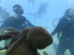 Hawaii Scuba divng 18