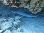 Hawaii Scuba divng 27