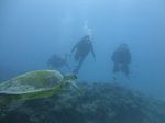 Hawaii Scuba divng 47