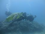 Hawaii Scuba divng 48