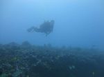 Hawaii Scuba divng 52