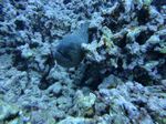 Hawaii Scuba divng 58