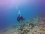 Hawaii Scuba divng 68