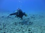 Hawaii Scuba divng 33