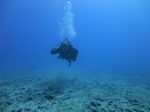 Hawaii Scuba divng 40