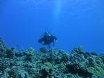 Hawaii Scuba divng 49