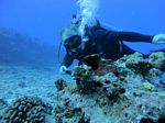 Hawaii Scuba divng 53