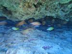 Hawaii Scuba divng 36