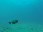 Hawaii Scuba divng 02