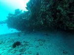 Hawaii Scuba divng 41