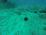 Hawaii Scuba divng 81
