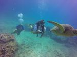 Hawaii Scuba divng 12