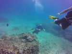 Hawaii Scuba divng 13