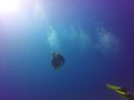 Hawaii Scuba divng 22