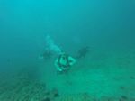 Hawaii Scuba divng 12