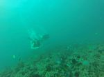 Hawaii Scuba divng 16