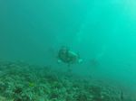 Hawaii Scuba divng 39