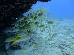 Hawaii Scuba divng 33