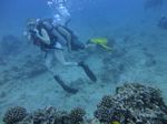 Hawaii Scuba divng 34