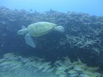 Hawaii Scuba divng 58