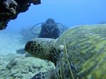 Hawaii Scuba divng 60