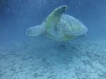 Hawaii Scuba divng 65