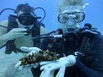 Hawaii Scuba divng 71