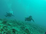 Hawaii Scuba divng 77