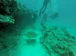 Hawaii Scuba divng 88