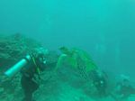 Hawaii Scuba divng 97